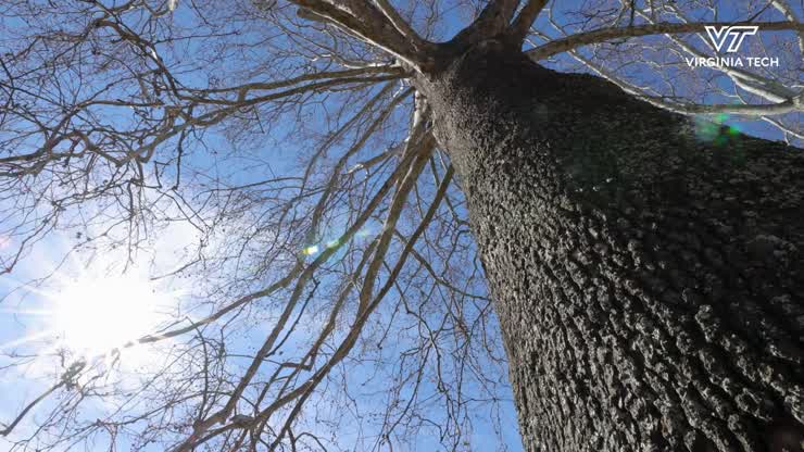 Arborist interns help maintain campus trees