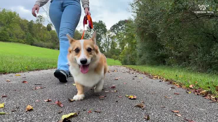 Veterinary School Resident and Feline Friend participate in Hokie Hike 2024