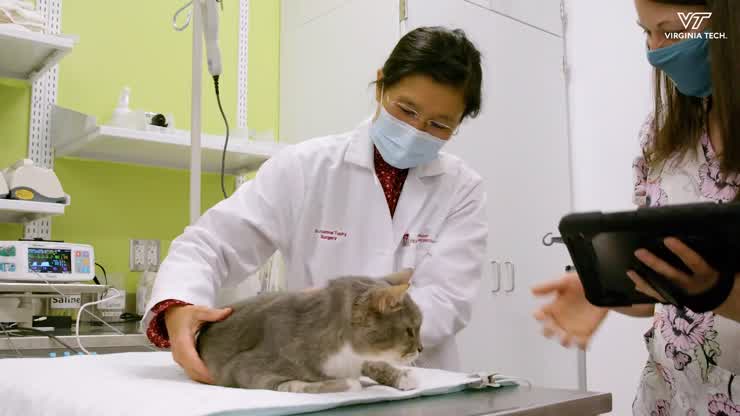 Animal Cancer Care and Research Center opens for comprehensive care of dogs and cats