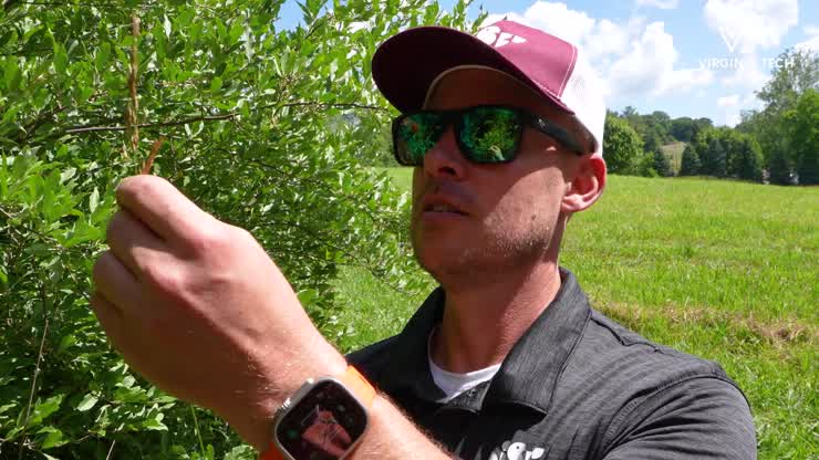 Invasive species impact native soundscapes