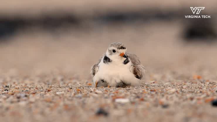 Fellowship recipient studies endangered shorebird