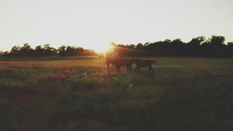 The Middleburg AREC conducts research and Extension on horses and cattle